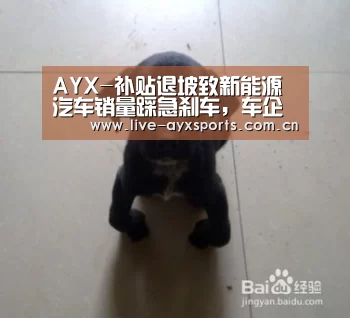 体育手机端APP